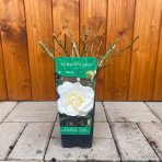 Ruža mnohokvetá (Rosa floribunda) 'SNOW PRINCESS' - výška 10-20 cm, kont. P11